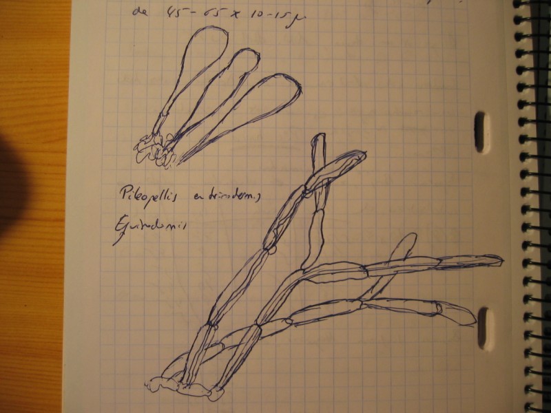 Psathyrella sp.